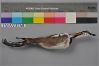 藏品(水雉)的圖片